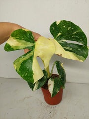 Sad Plants