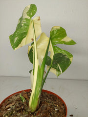 Sad Plants