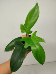 Sad Plants