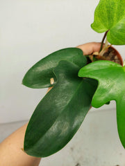Sad Plants