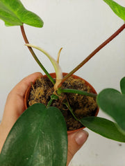 Sad Plants