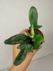 Sad Plants