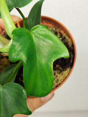 Sad Plants