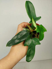 Sad Plants