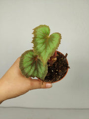Sad Plants