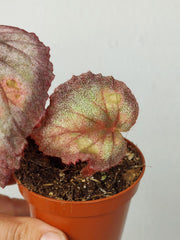 Sad Plants