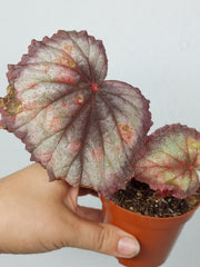 Sad Plants