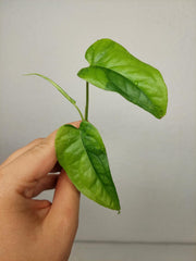 Monstera Siltepecana Aurea Steckling