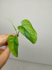 Monstera Siltepecana Aurea Steckling
