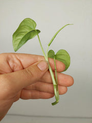 Monstera Siltepecana Aurea Steckling