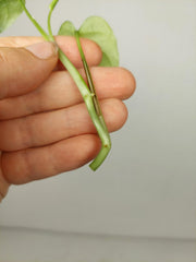 Monstera Siltepecana Aurea Steckling