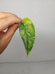 Monstera Siltepecana Aurea Steckling