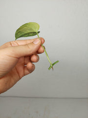 Monstera Siltepecana Aurea Steckling