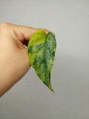 Monstera Siltepecana Aurea Steckling