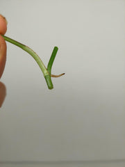 Monstera Siltepecana Aurea Steckling