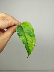 Monstera Siltepecana Aurea Steckling