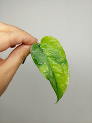 Monstera Siltepecana Aurea Steckling