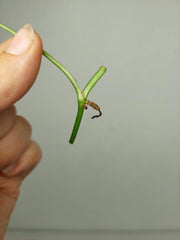 Monstera Siltepecana Aurea Steckling