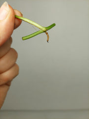 Monstera Siltepecana Aurea Steckling