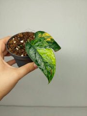 Monstera Siltepecana Aurea Steckling
