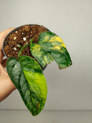 Monstera Siltepecana Aurea Steckling