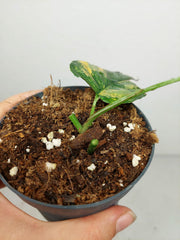 Monstera Siltepecana Aurea Steckling