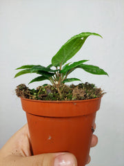 Piper Parmatum