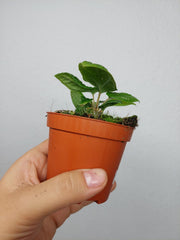 Piper Parmatum