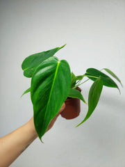 Philodendron Esmeraldense