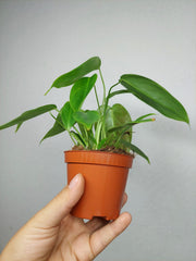Philodendron Esmeraldense