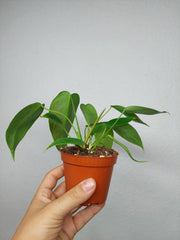 Philodendron Esmeraldense