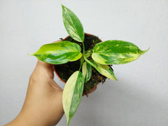 Philodendron Florida Beauty Variegata