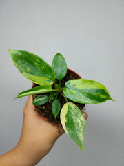 Philodendron Florida Beauty Variegata