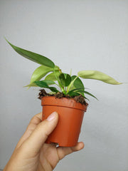 Philodendron Florida Beauty Variegata