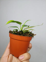 Philodendron Florida Beauty Variegata