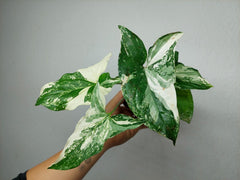 Syngonium Variegata