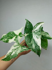 Syngonium Variegata