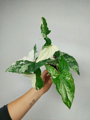 Syngonium Variegata