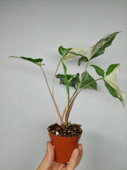 Syngonium Variegata