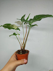 Syngonium Variegata