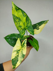 Syngonium Aurea