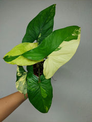 Syngonium Aurea