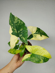 Syngonium Aurea