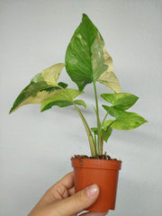 Syngonium Aurea