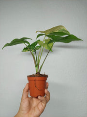 Syngonium Aurea