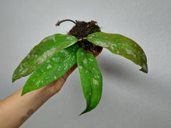 Hoya Kaikoeana Splash