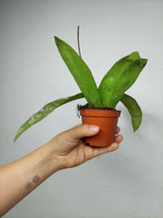 Hoya Kaikoeana Splash