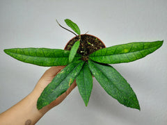 Hoya Finlaysonii Sukirin