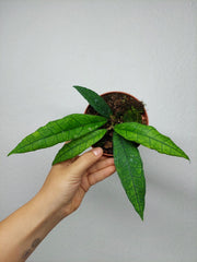 Hoya Finlaysonii Sukirin