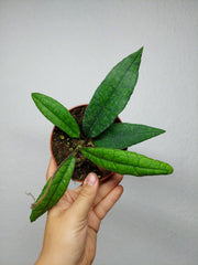 Hoya Finlaysonii Sukirin